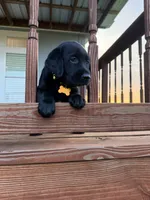 Yellow Female , a female Labrador Retriever for sale in Gonzales, TX – 2 of 2
