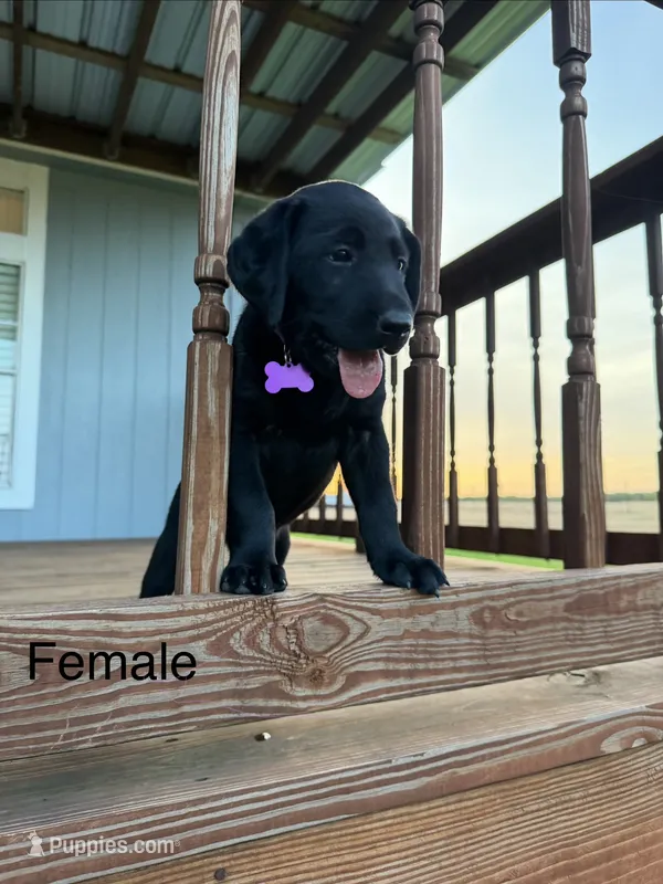Purple Female  – Labrador Retriever puppy for sale in Gonzales, TX