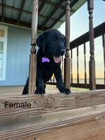 Purple Female , a female Labrador Retriever for sale in Gonzales, TX – 1 of 2