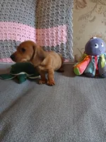 AKC red boy, a male Miniature Dachshund for sale in Asheboro, NC – 2 of 6