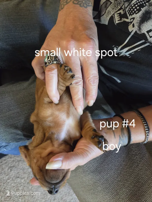 Akc boy 4 – Miniature Dachshund puppy for sale in Asheboro, NC