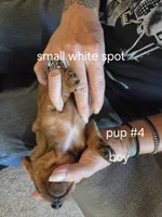 Akc boy 4, a male Miniature Dachshund for sale in Asheboro, NC – 1 of 4
