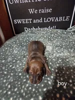 Akc boy, a male Miniature Dachshund for sale in Asheboro, NC – 4 of 4