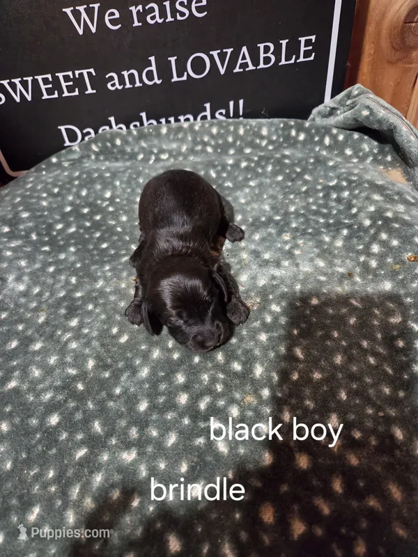 Akc black brindle – Miniature Dachshund puppy for sale in Asheboro, NC