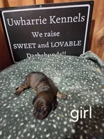 Akc female, a female Miniature Dachshund for sale in Asheboro, NC – 2 of 4