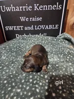 Akc female, a female Miniature Dachshund for sale in Asheboro, NC – 3 of 4