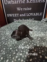 Akc black brindle, a male Miniature Dachshund for sale in Asheboro, NC – 4 of 4