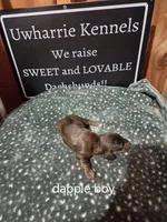 Akc dapple boy, a male Miniature Dachshund for sale in Asheboro, NC – 2 of 4