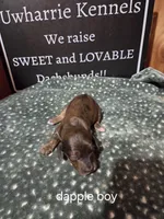 Akc dapple boy, a male Miniature Dachshund for sale in Asheboro, NC – 3 of 4