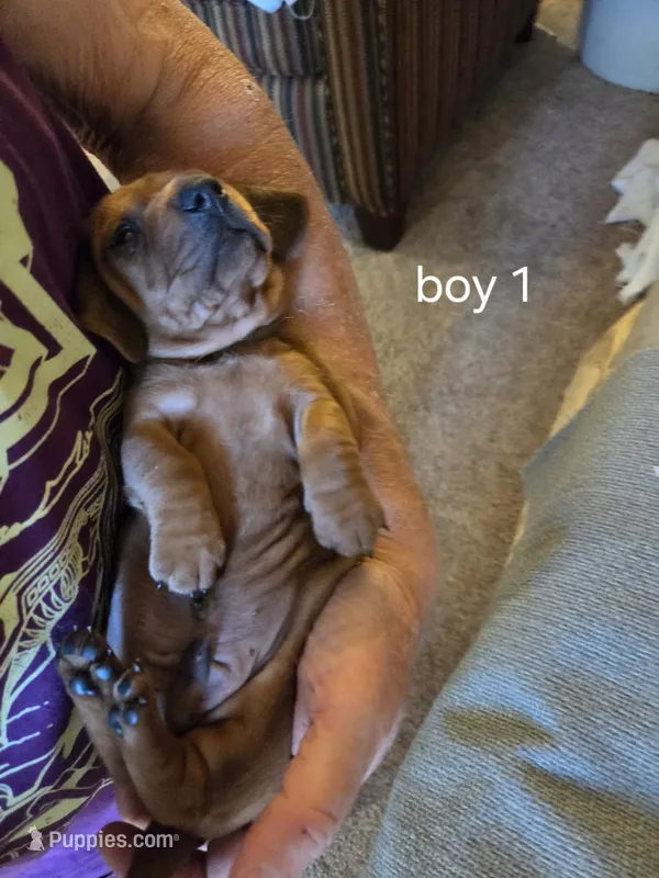 Akc red boy 1 – Miniature Dachshund puppy for sale in Asheboro, NC