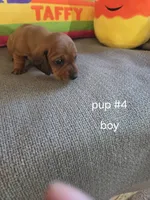 Akc boy 4, a male Miniature Dachshund for sale in Asheboro, NC – 3 of 4