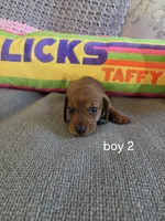 Akc boy 2, a male Miniature Dachshund for sale in Asheboro, NC – 3 of 4