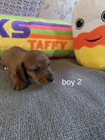 Akc boy 2, a male Miniature Dachshund for sale in Asheboro, NC – 4 of 4