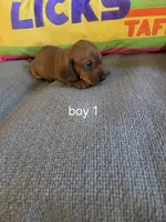 Akc red boy 1, a male Miniature Dachshund for sale in Asheboro, NC – 4 of 4