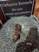 Akc boy, a male Miniature Dachshund for sale in Asheboro, NC – 3 of 4