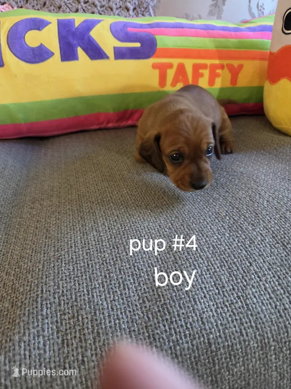 Akc boy 4 – Miniature Dachshund puppy for sale in Asheboro, NC