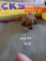 Akc boy 4, a male Miniature Dachshund for sale in Asheboro, NC – 2 of 4