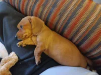 AKC red boy, a male Miniature Dachshund for sale in Asheboro, NC – 4 of 6