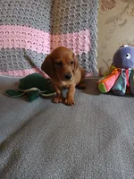 AKC red boy, a male Miniature Dachshund for sale in Asheboro, NC – 1 of 6