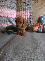 AKC red boy, a male Miniature Dachshund for sale in Asheboro, NC – 3 of 6