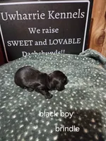 Akc black brindle, a male Miniature Dachshund for sale in Asheboro, NC – 3 of 4