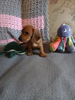 AKC red boy, a male Miniature Dachshund for sale in Asheboro, NC – 6 of 6
