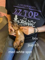 Akc boy 3, a male Miniature Dachshund for sale in Asheboro, NC – 4 of 4