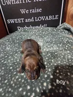 Akc boy, a male Miniature Dachshund for sale in Asheboro, NC – 2 of 4