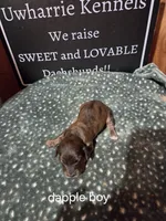 Akc dapple boy, a male Miniature Dachshund for sale in Asheboro, NC – 4 of 4