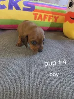 Akc boy 4, a male Miniature Dachshund for sale in Asheboro, NC – 4 of 4