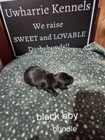 Akc black brindle, a male Miniature Dachshund for sale in Asheboro, NC – 2 of 4