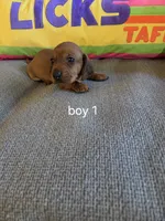 Akc red boy 1, a male Miniature Dachshund for sale in Asheboro, NC – 2 of 4