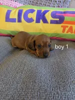 Akc red boy 1, a male Miniature Dachshund for sale in Asheboro, NC – 3 of 4