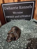 Akc female, a female Miniature Dachshund for sale in Asheboro, NC – 4 of 4