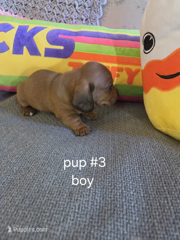Akc boy 3 – Miniature Dachshund puppy for sale in Asheboro, NC