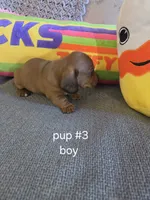 Akc boy 3, a male Miniature Dachshund for sale in Asheboro, NC – 3 of 4