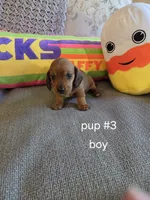 Akc boy 3, a male Miniature Dachshund for sale in Asheboro, NC – 2 of 4