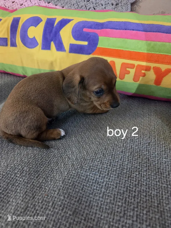 Akc boy 2 – Miniature Dachshund puppy for sale in Asheboro, NC