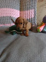AKC red boy, a male Miniature Dachshund for sale in Asheboro, NC – 5 of 6