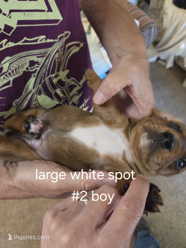 Akc boy 2 – Miniature Dachshund puppy for sale in Asheboro, NC