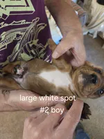 Akc boy 2, a male Miniature Dachshund for sale in Asheboro, NC – 1 of 4
