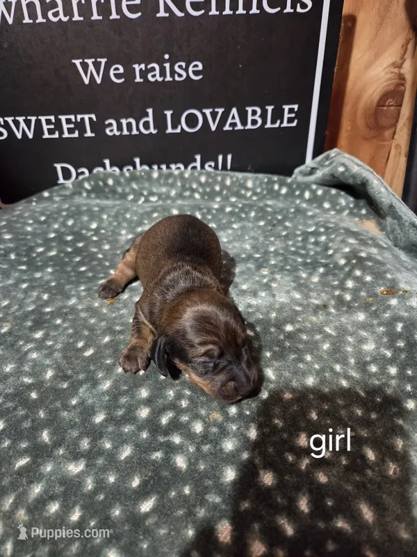 Akc female – Miniature Dachshund puppy for sale in Asheboro, NC