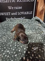 Akc female, a female Miniature Dachshund for sale in Asheboro, NC – 1 of 4