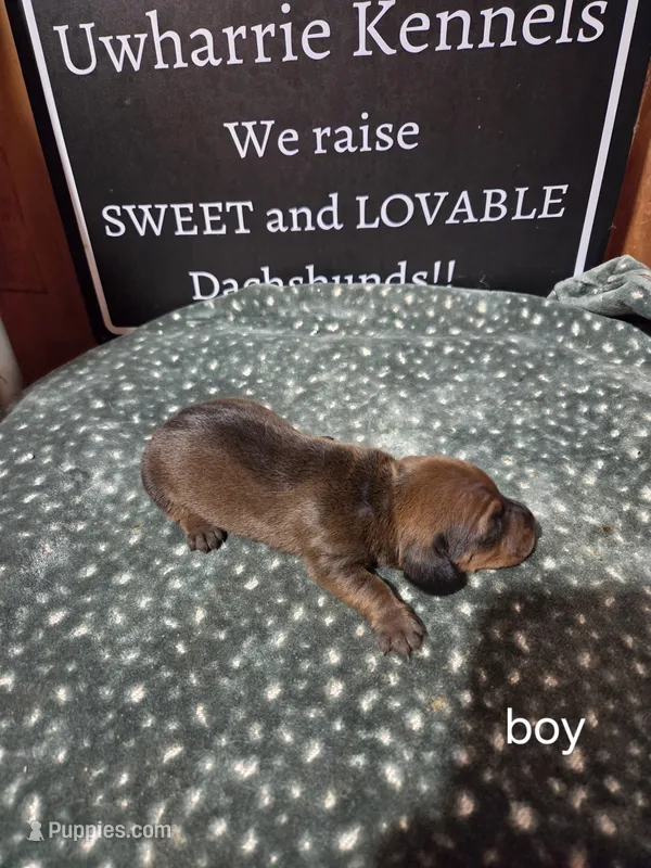 Akc boy – Miniature Dachshund puppy for sale in Asheboro, NC