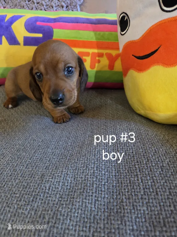 Akc boy 3 – Miniature Dachshund puppy for sale in Asheboro, NC