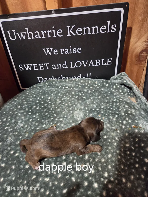 Akc dapple boy – Miniature Dachshund puppy for sale in Asheboro, NC
