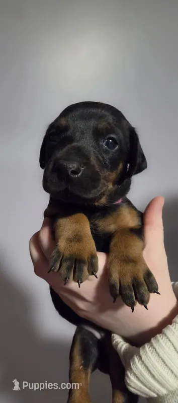 Vera, a female Doberman Pinscher for sale in Basom, NY – Photo 1 of 1