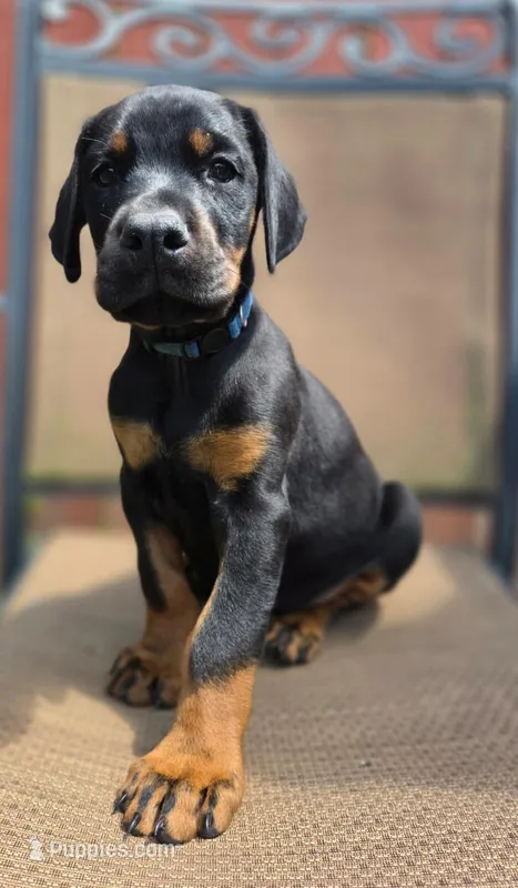 Fyodor – Doberman Pinscher puppy for sale in Basom, NY
