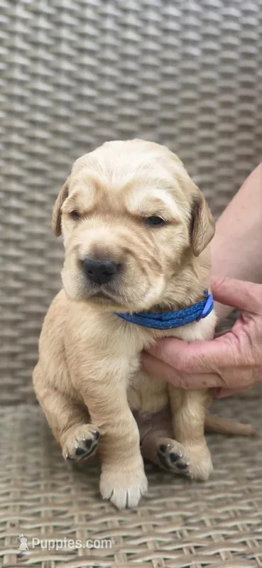 Teddy – Golden Retriever puppy for sale in Basom, NY