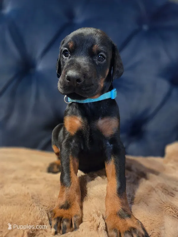 Amor – Doberman Pinscher puppy for sale in Basom, NY